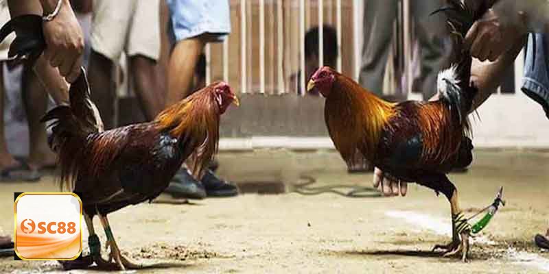 Đá Gà Thomo sc888 - Đá gà cựa tròn Đá Gà Thomo sc888 - Đá gà cựa tròn